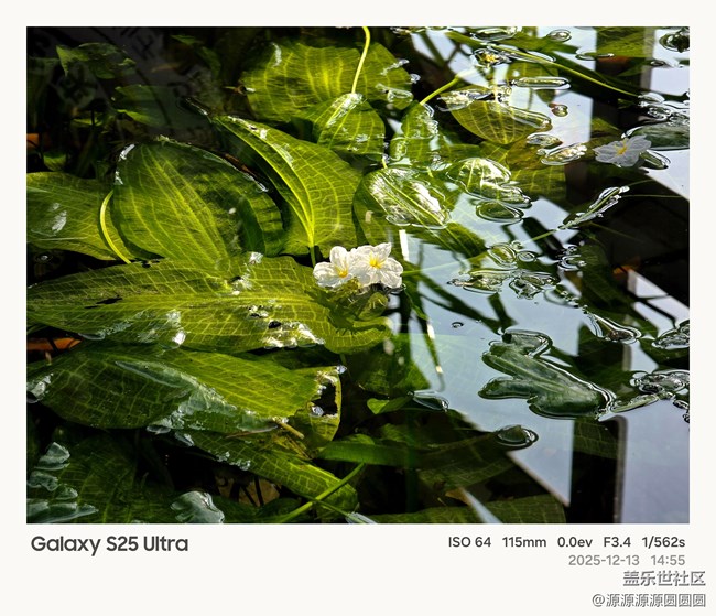 【Galaxy AI奇妙游】武漢星部落活動(dòng)總結(jié)帖