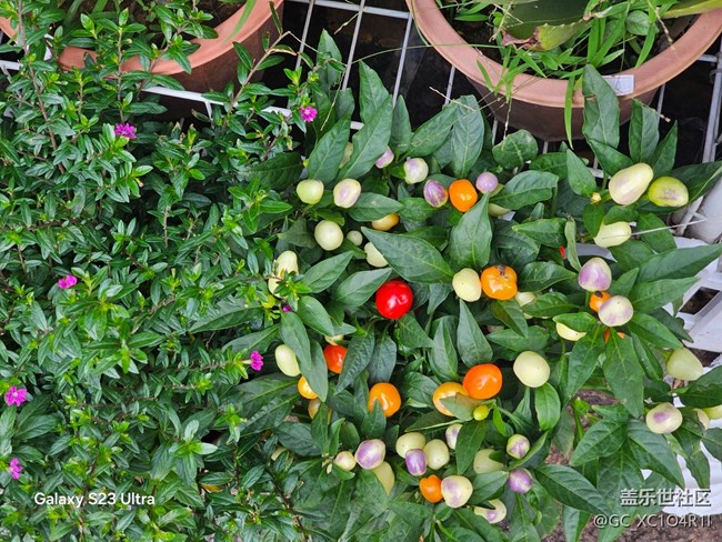 【三星視界】周末隨拍