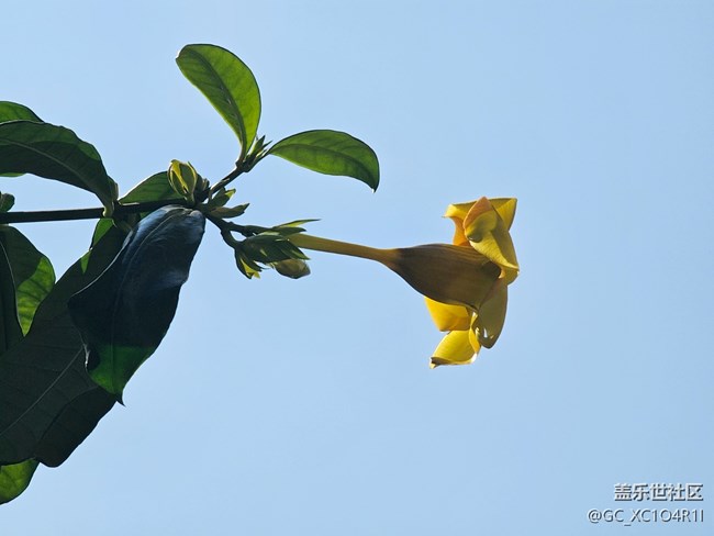 【星歲映像】花開(kāi)印象