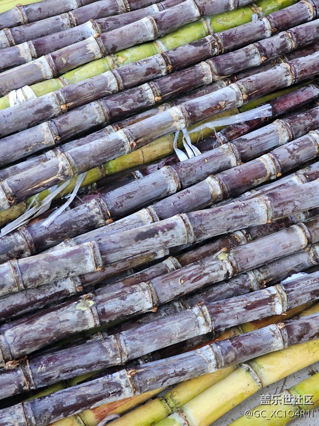 【捕捉那一抹金】水果新鮮