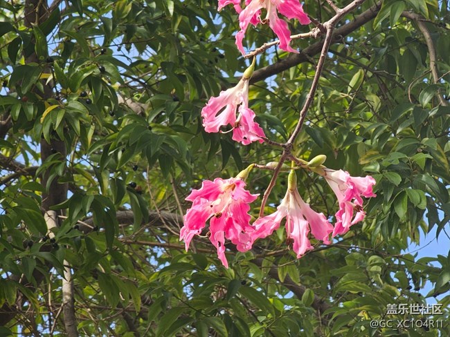 【捕捉那一抹金】多彩生活