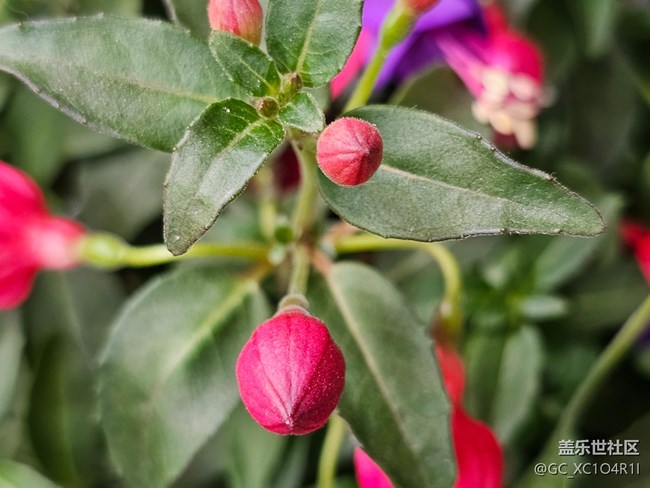 【我與Galaxy的日?！咳粘；ㄩ_