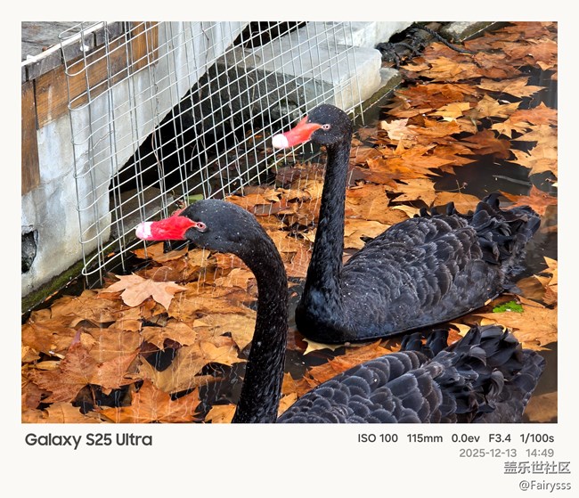 【Galaxy AI奇妙游】植物王國