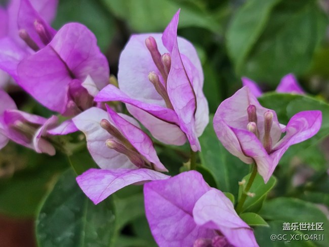【捕捉那一抹金】花開燦爛