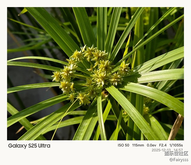 【Galaxy AI奇妙游】植物王國