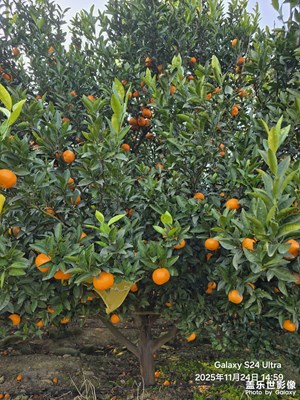 【順光逆光】+橘子園隨拍