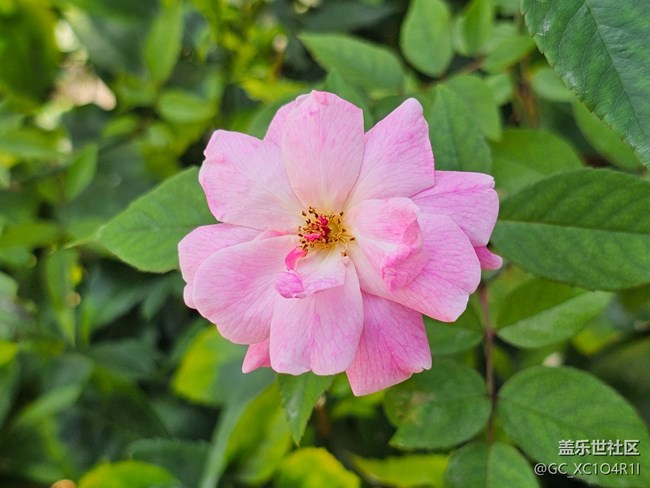 【星歲映像】花開(kāi)印象