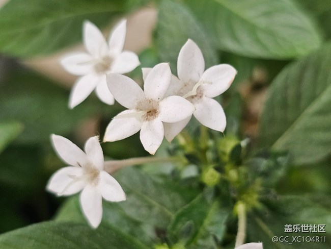 【我與Galaxy的日?！咳粘；ㄩ_