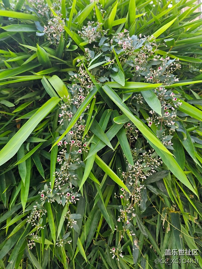 【星歲映像】花開(kāi)印象