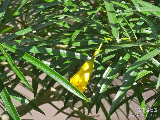 【捕捉那一抹金】花開燦爛