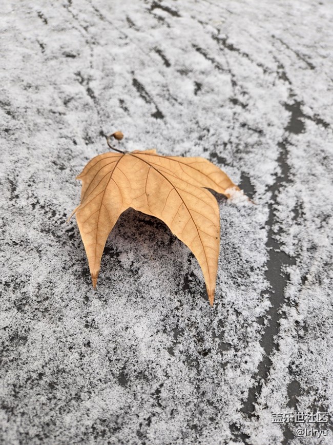 【銀裝視界】迎初雪