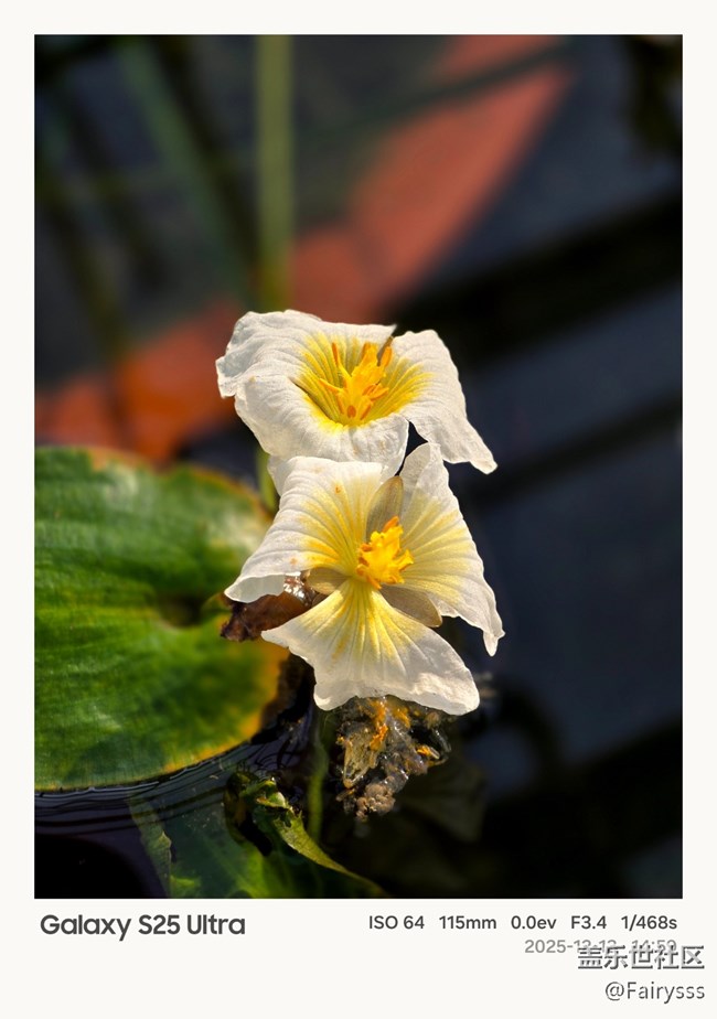 【Galaxy AI奇妙游】植物王國