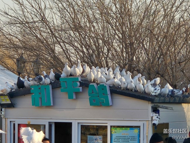 【星歲映像】觀鴿子