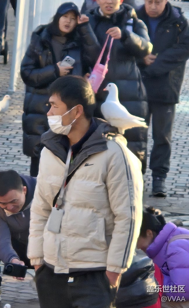 【星歲映像】觀鴿子