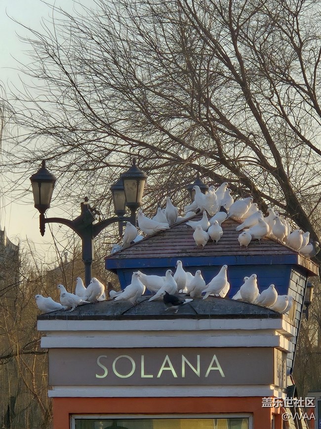 【星歲映像】觀鴿子