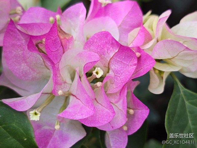 【捕捉那一抹金】花開燦爛