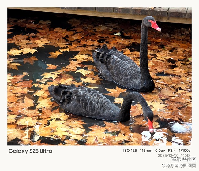 【Galaxy AI奇妙游】武漢星部落活動(dòng)總結(jié)帖