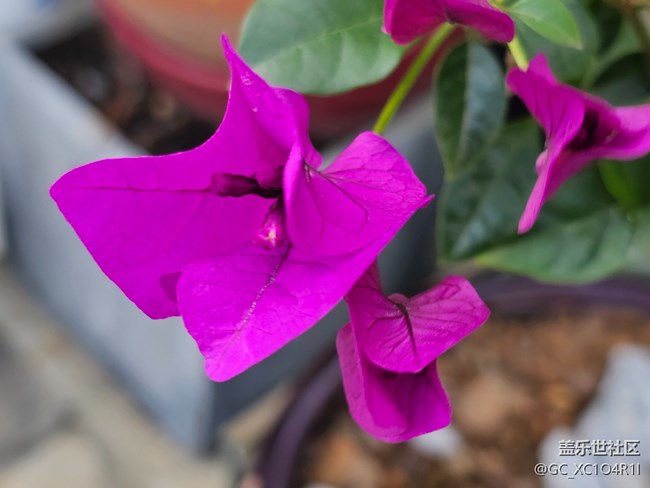 【捕捉那一抹金】花開燦爛