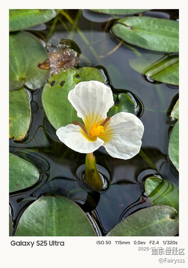 【Galaxy AI奇妙游】植物王國