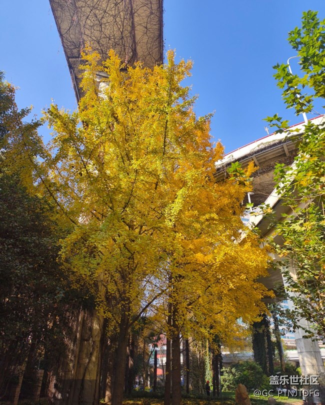 【街巷秋痕】橙黃橘綠時(shí)