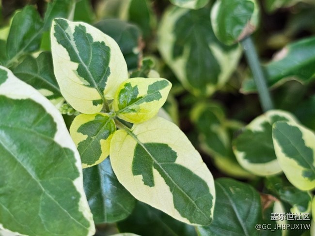 【星歲映像】植物多彩