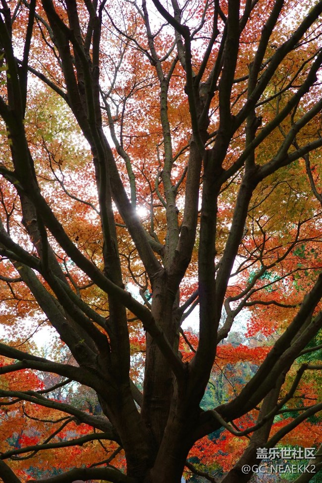 【秋末山景】楓葉紅了
