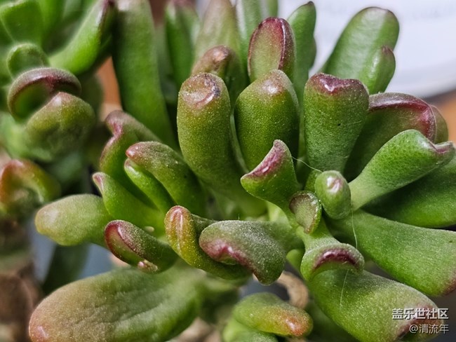 【星歲映像】漂亮的多肉