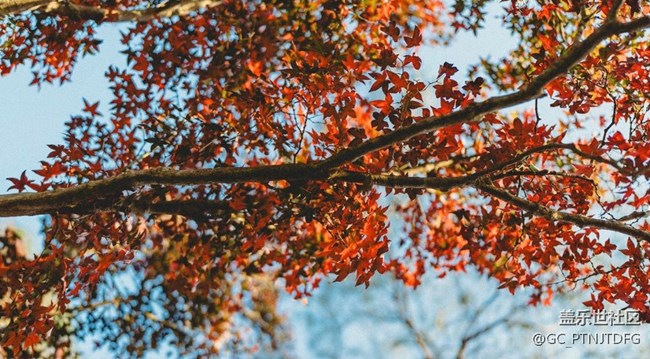 【秋末山景】告別秋天