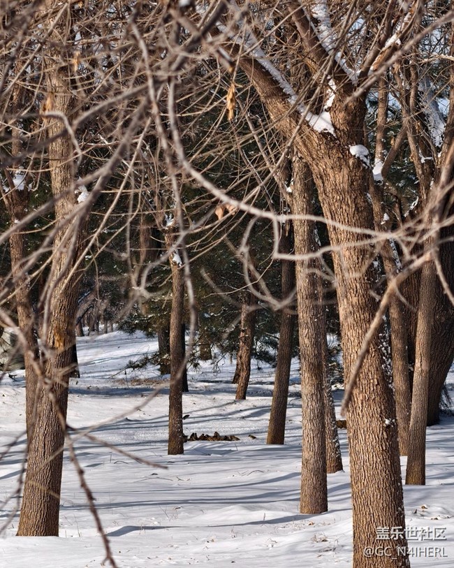 【銀裝視界】素雪凝枝，靜繪冬韻