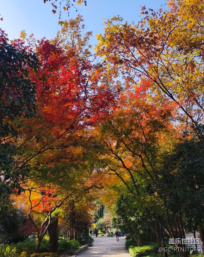 【街巷秋痕】橙黃橘綠時(shí)