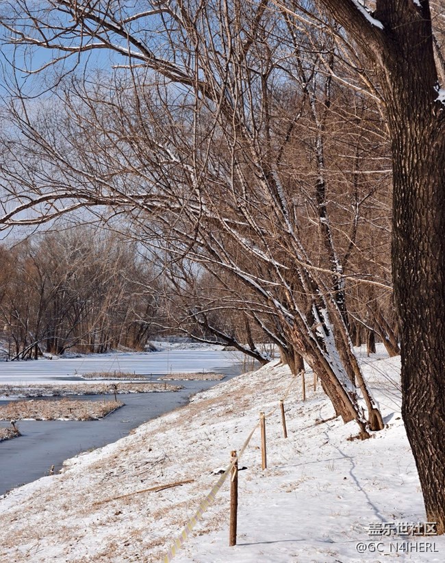 【銀裝視界】素雪凝枝，靜繪冬韻