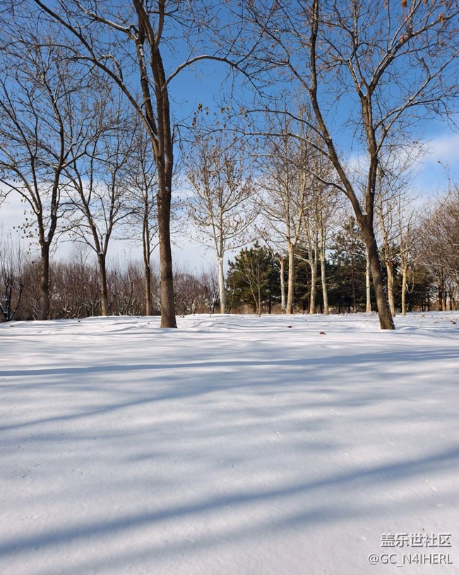 【銀裝視界】素雪凝枝，靜繪冬韻
