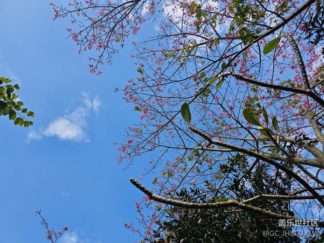 【捕捉那一抹金】看微風(fēng)不燥