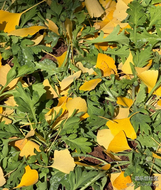 【街巷秋痕】城市秋色