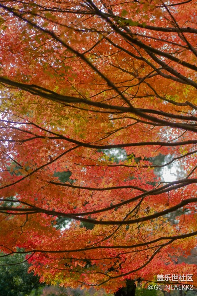 【秋末山景】楓葉紅了