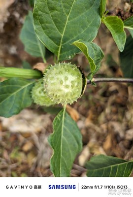 【順光逆光】爬山偶遇曼陀羅