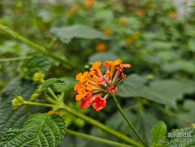【捕捉那一抹金】好時間