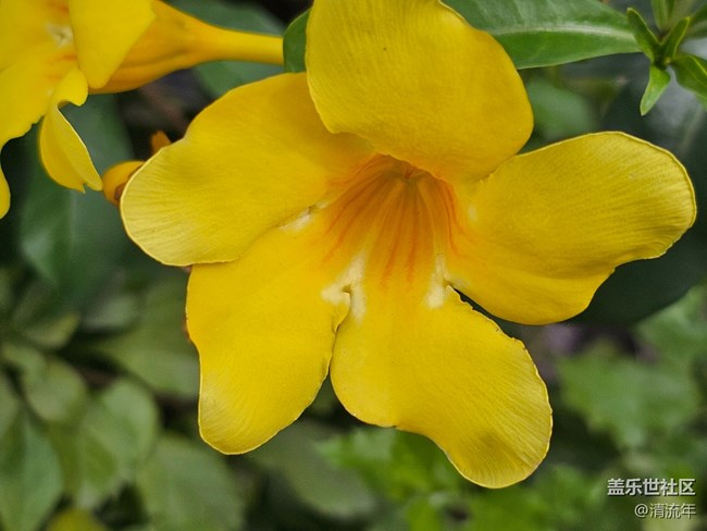 【捕捉那一抹金】戶外綠植