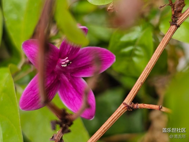 【地域拼圖】花開燦爛