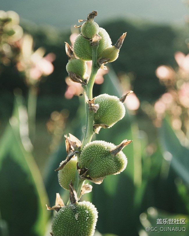 【秋末山景】秋意綴芳華