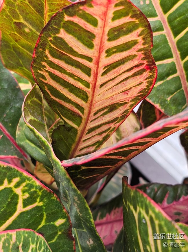 【捕捉那一抹金】午后