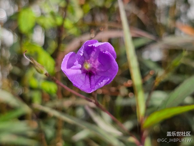 【捕捉那一抹金】花店