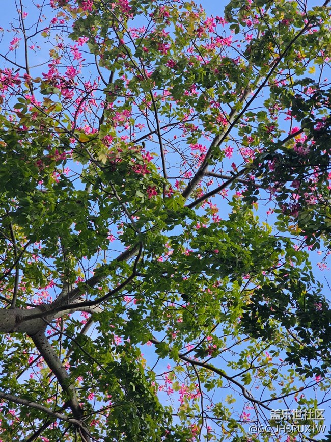 【捕捉那一抹金】看微風(fēng)不燥