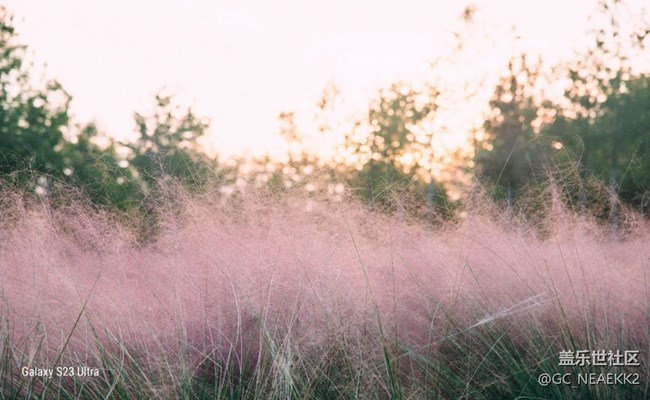 【三星視界】秋天粉黛草