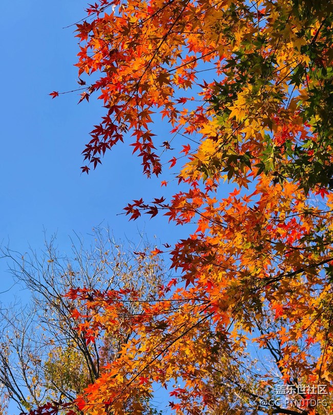 【街巷秋痕】橙黃橘綠時(shí)