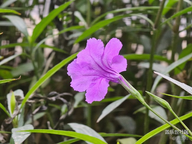 【地域拼圖】花開燦爛