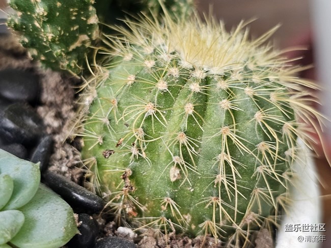 【星歲映像】漂亮的多肉