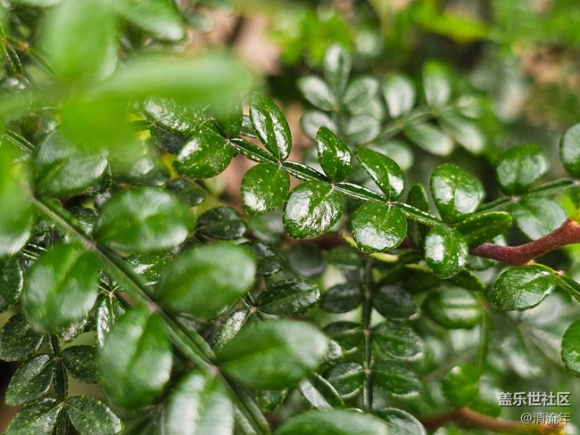 【捕捉那一抹金】戶外綠植