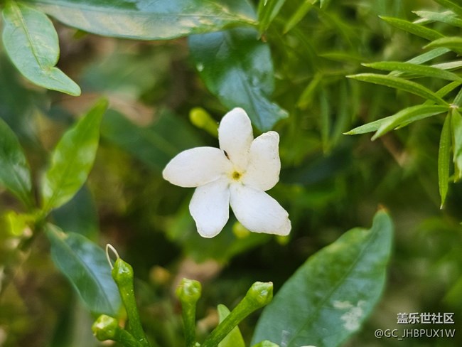 【捕捉那一抹金】好時間