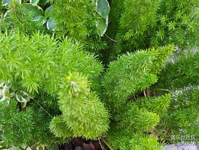 【星歲映像】植物多彩